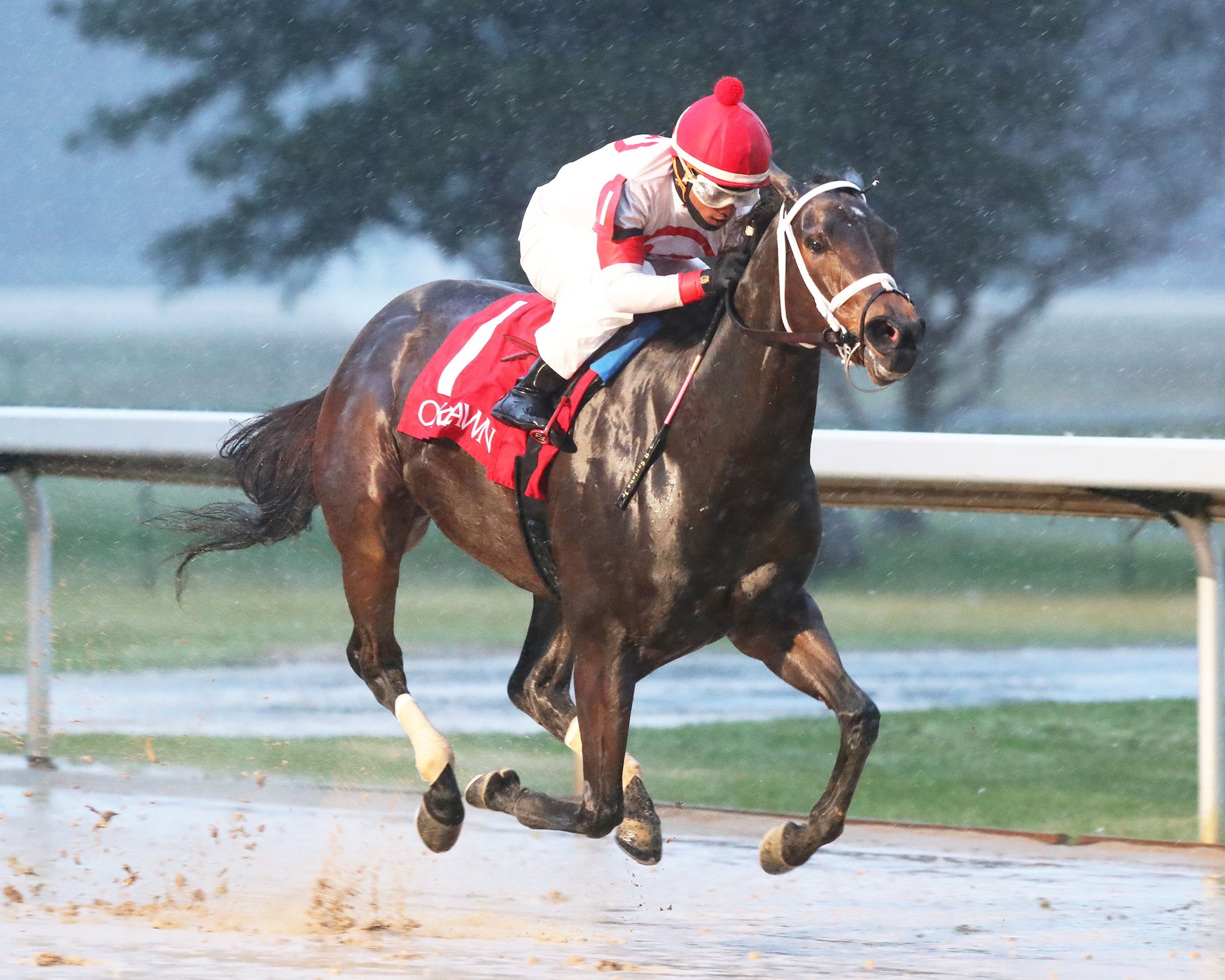 Whereshetoldmetogo Looks for 12th Career Stakes Win, Coach Returns at ...